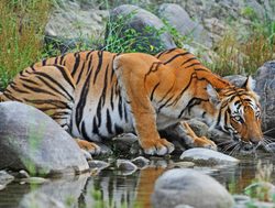 20211002180042 Tiger drinking water in Sundarban National Park